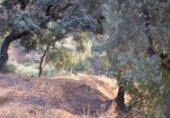 Non-developable land for sale on Plaza de la Constitución, Genalguacil, ref: TR228375 photo