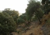 Non-developable land for sale on Plaza de la Constitución, Genalguacil, ref: TR228375 photo