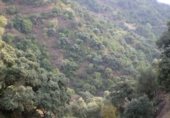 Non-developable land for sale on Plaza de la Constitución, Genalguacil, ref: TR228375 photo