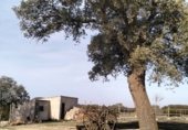 Finca rústica en venda a la CM-3119, Villarrobledo, ref.: TR228447 foto