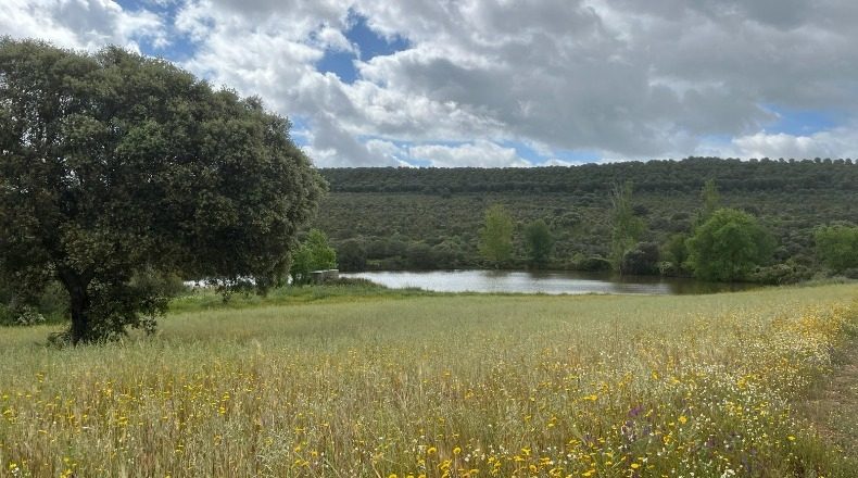 Ciudad Real - Retuerta del Bullaque - 5100000m2