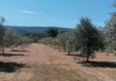 Non-developable land for sale on Camí del Porro i la Solana, Agullent, ref: TR229685 photo