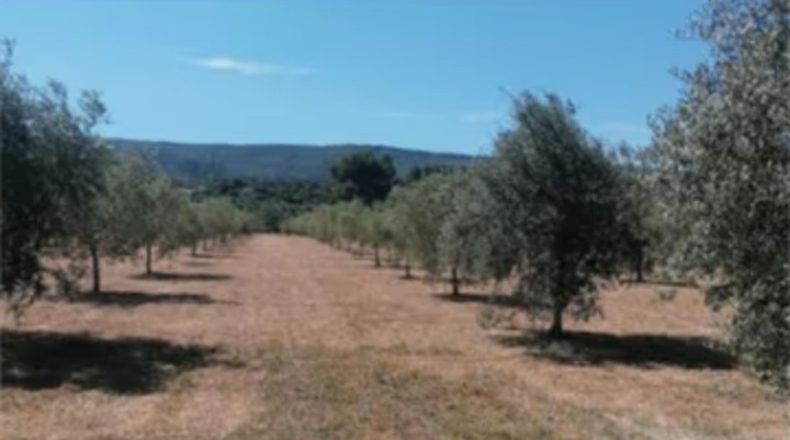 Valencia - Agullent - 21352m2