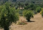 Non-developable land for sale on Camí del Porro i la Solana, Agullent, ref: TR229685 photo