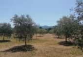 Non-developable land for sale on Camí del Porro i la Solana, Agullent, ref: TR229685 photo