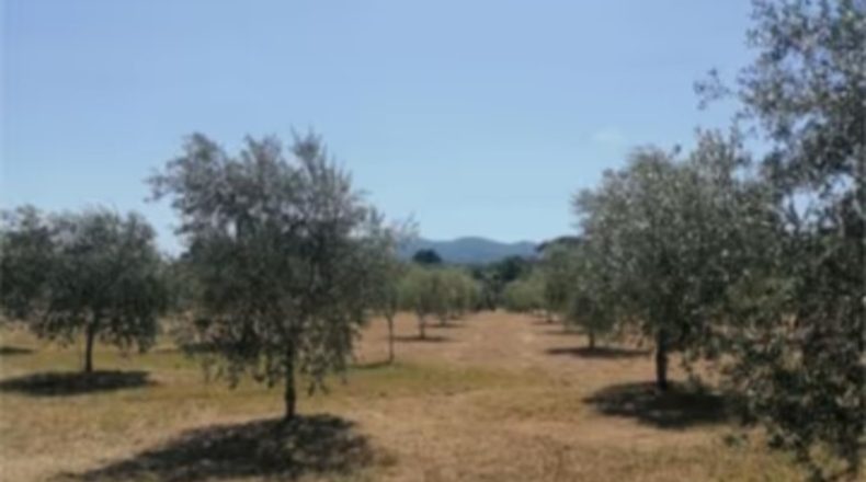 Valencia - Agullent - 21352m2
