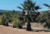 Non-developable land for sale on Camí del Porro i la Solana, Agullent, ref: TR229685 photo