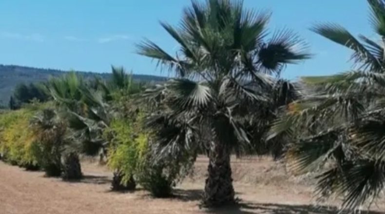 Valencia - Agullent - 21352m2