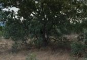 Land suitable for development for sale on Camino del Rubial, Fresno de Cantespino, ref: TR231100 photo
