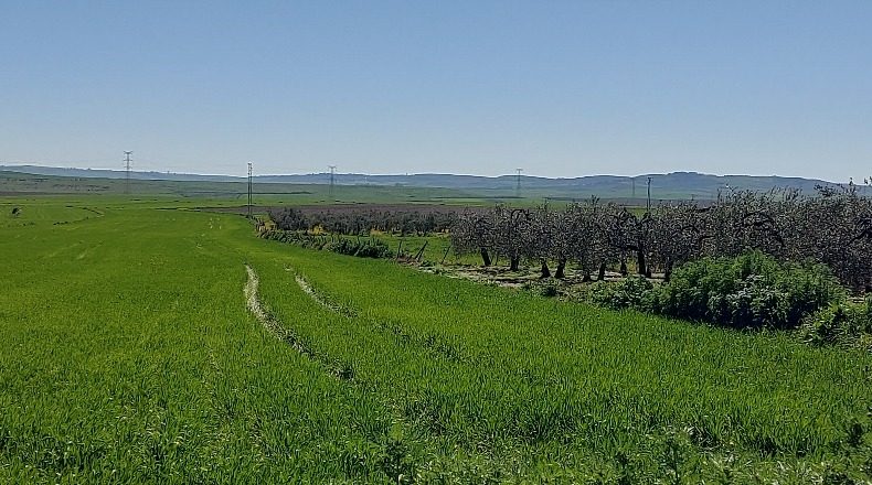 Sevilla - Gerena - 12880m2