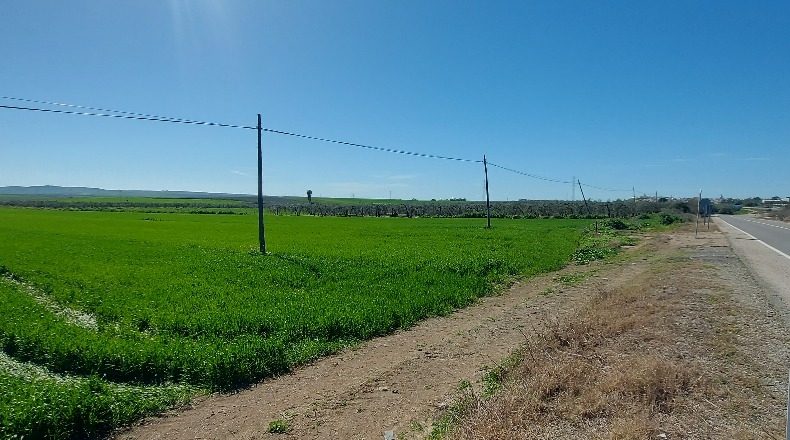 Sevilla - Gerena - 12880m2