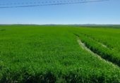 Земля на продажу у города Gerena Фото