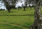 Rural estate for sale on Viña Grande, Higuera de Vargas, ref: TR230251 photo