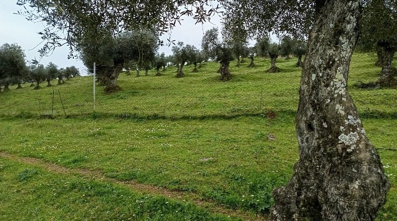 Badajoz - Higuera de Vargas - 73000m2