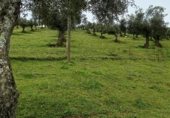 Rural estate for sale on Viña Grande, Higuera de Vargas, ref: TR230251 photo