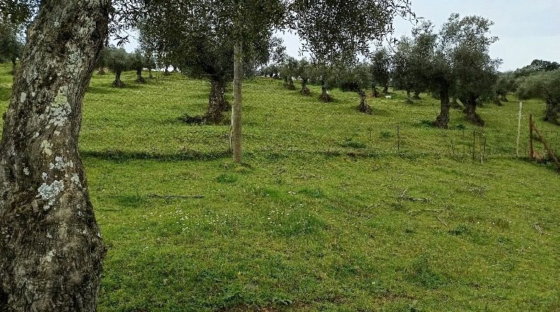 Badajoz - Higuera de Vargas - 73000m2