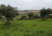 Rural estate for sale on Viña Grande, Higuera de Vargas, ref: TR230251 photo