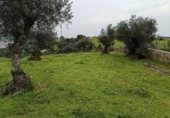 Rural estate for sale on Viña Grande, Higuera de Vargas, ref: TR230251 photo