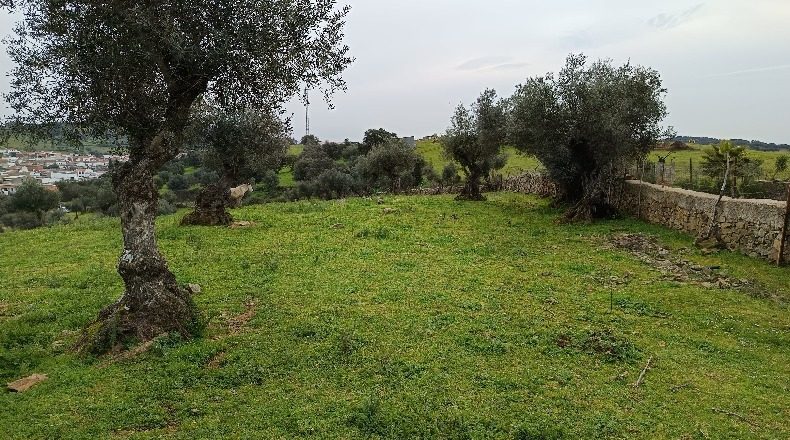 Badajoz - Higuera de Vargas - 73000m2