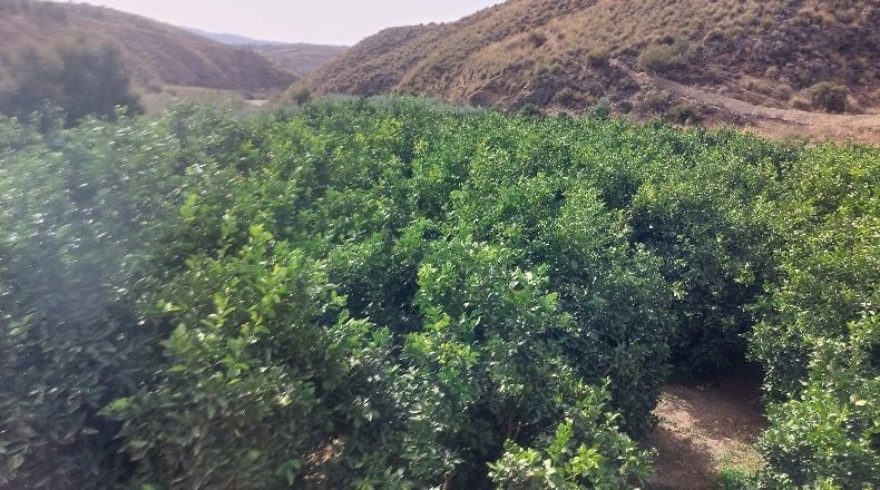 Almería - Santa Fe de Mondújar - 83538m2