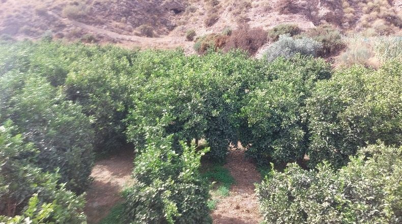Almería - Santa Fe de Mondújar - 83538m2