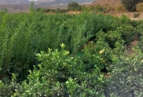 Alhabia 6617&nbsp;m² 
