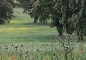 Rural estate for sale on Higuera de la Serena, ref: TR230973 photo