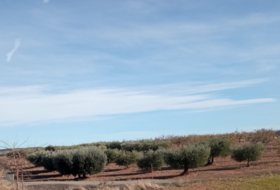 Cariñena 9700&nbsp;m² 