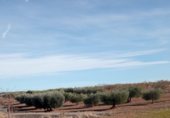 Terreny no urbanitzable en venda a la A 220 La Almunia Doña Godina . Belchite, Cariñena, ref.: TR230985 foto