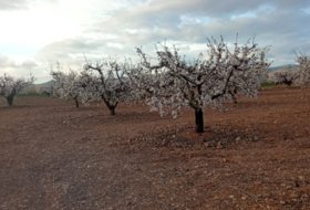 Cariñena 9700&nbsp;m² 