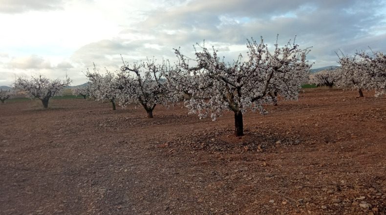 Zaragoza - Cariñena - 9700m2