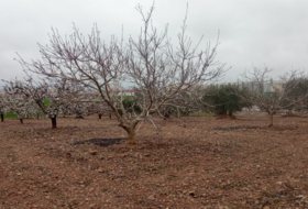 Cariñena 9700&nbsp;m² 