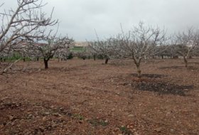 Cariñena 9700&nbsp;m² 
