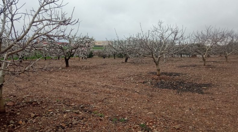 Zaragoza - Cariñena - 9700m2