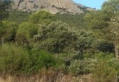 Land suitable for development for sale on camino Mestanza, Puertollano, ref: TR231012 photo