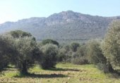 Land suitable for development for sale on camino Mestanza, Puertollano, ref: TR231012 photo