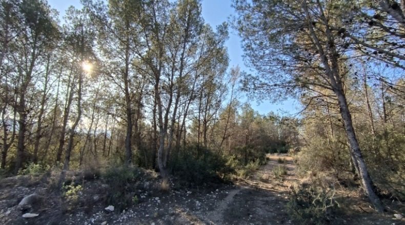 Murcia - Lorca - 156000m2