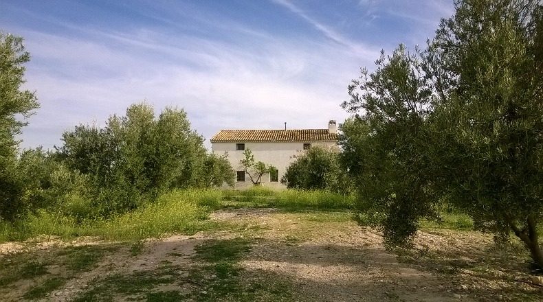 Jaén - Peal de Becerro - 100000m2