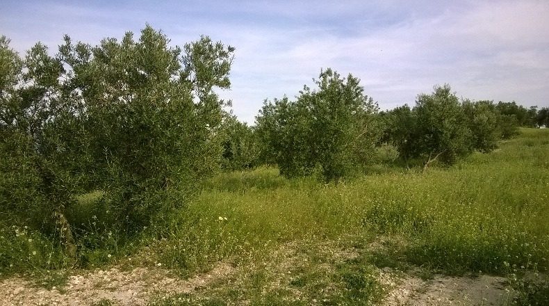 Jaén - Peal de Becerro - 100000m2