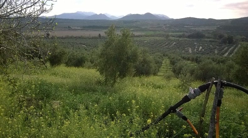 Jaén - Peal de Becerro - 100000m2