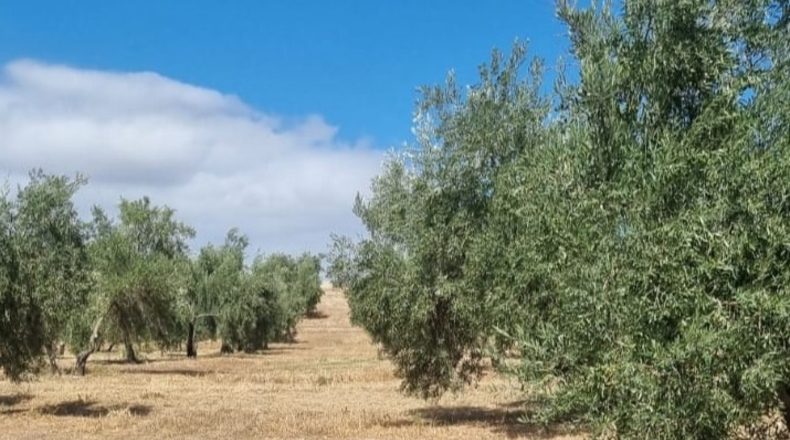 Jaén - Peal de Becerro - 100000m2