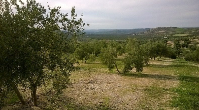 Jaén - Peal de Becerro - 100000m2