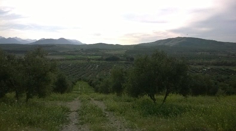 Jaén - Peal de Becerro - 100000m2