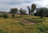 Terreny amb magatzem en venda a la ARAGON 13, Fuensalida, ref.: TR214753 foto