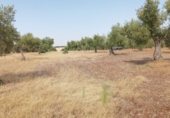 Parcel·la urbanitzable en venda a la Polígono 79 Parcela 5 TORILEJOS., Fuente Obejuna, ref.: TR231183 foto