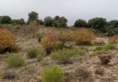 Non-developable land for sale on CABEZA GORDA, Loranca de Tajuña, ref: TR231188 photo