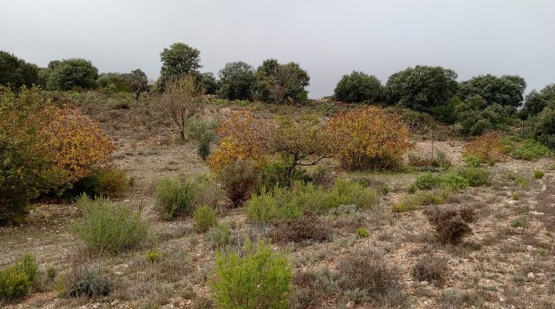 Guadalajara - Loranca de Tajuña - 10110m2