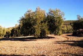 Aguilar de la Frontera 200000&nbsp;м²