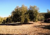 Terreny no urbanitzable en venda a la Paraje Laguna de Zoñar, Aguilar de la Frontera, ref.: TR231249 foto