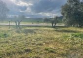 Parcel·la urbanitzable en venda a la Polígono 79 Parcela 5 TORILEJOS., Fuente Obejuna, ref.: TR231183 foto